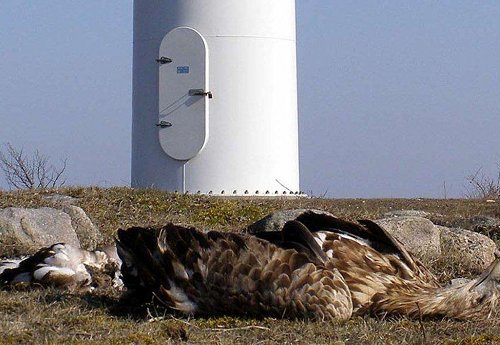 eagle dead at wind turbine 0
