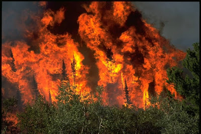 1295-wildfire