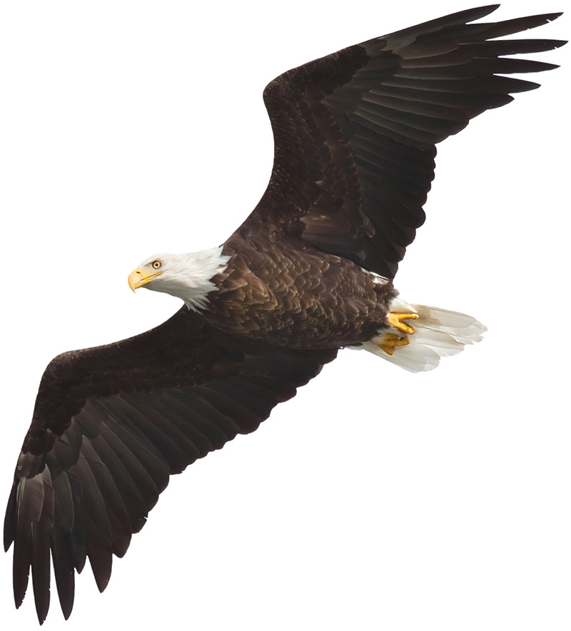 Wings-of-an-Eagle