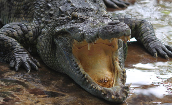 Crocodile580