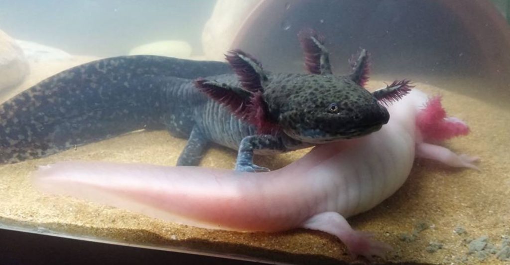 axolotl-baby-Salamander-1024x532